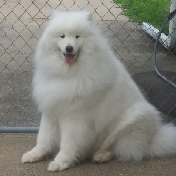 dogmama999